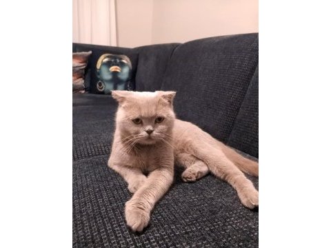 Scottish fold dişi