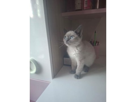 4 aylık dişi british shorthair