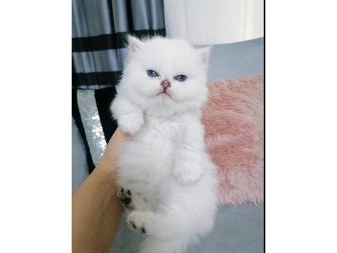 Dişi british longhair