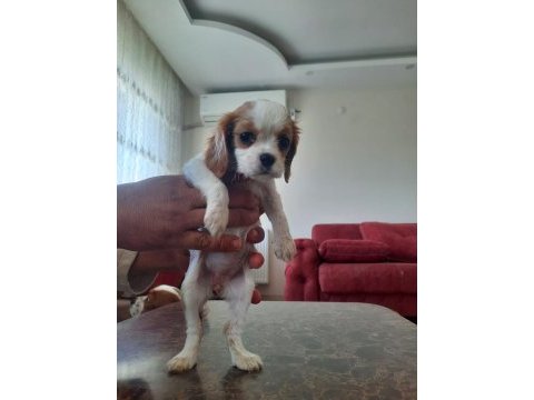 Orijinal cavalier king charles yavrular