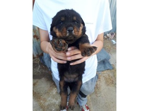 Safkan rottweiler yavruları