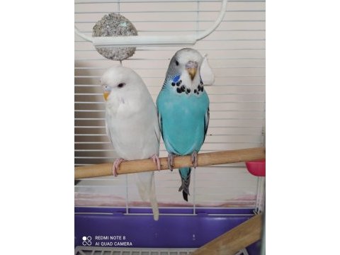 Jumbo mavi erkek beyaz dişi muhabbet kuşu