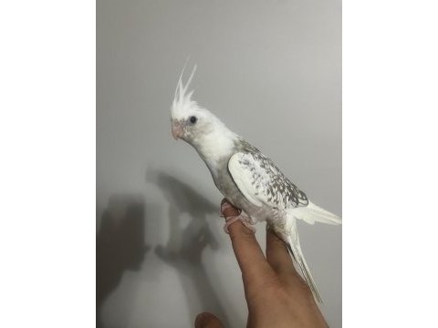 Ev üretimi sultanlar hepsi mutasyon kaçırılmayacak