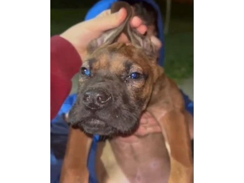 Cane corso yavru köpeği