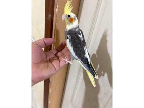 39 günlük kusursuz pied bebek sultan papağanı