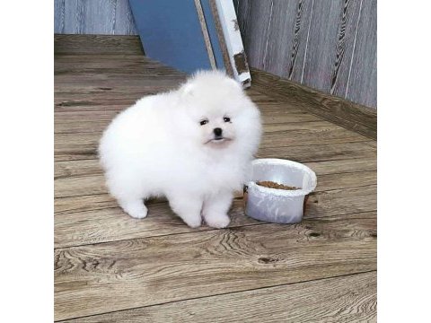 Ayı surat pomeranian yavruları