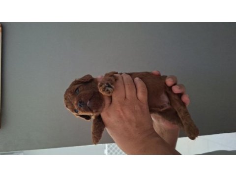 Mersin lokumu poodle yavrular bunlar