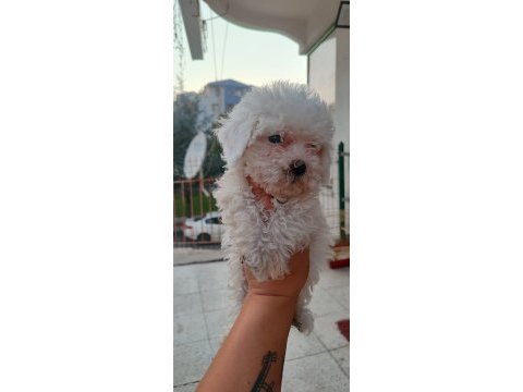 Dişi erkek güzellik abideleri maltese bebekler