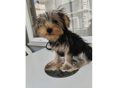 Çok akıllı yorkshire terrier çocuklarım