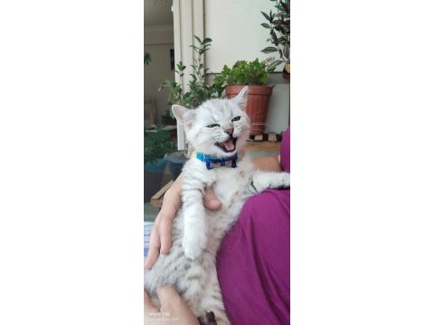 British erkek 4 aylık yavru kedi