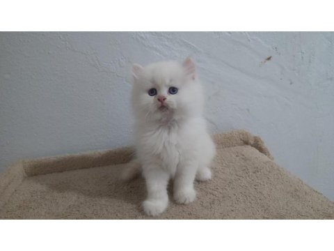 By33 british longhair erkek