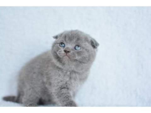 Kucak delisi gri scottish fold shorthair yavrumuz