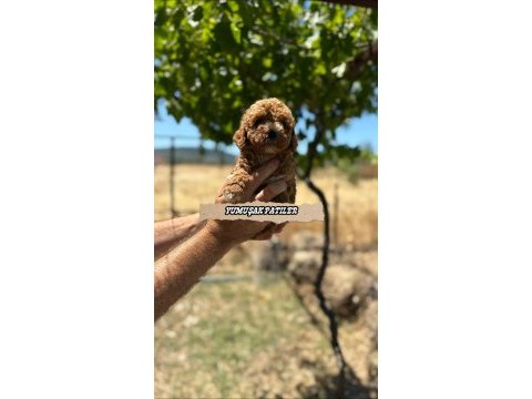 Sevimli ırk toy poodle