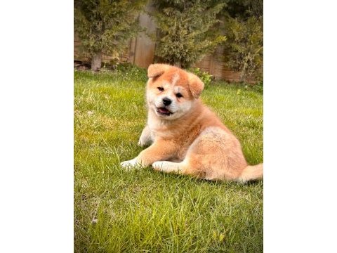 Haciko japon akita ınu yavrulari istanbul 