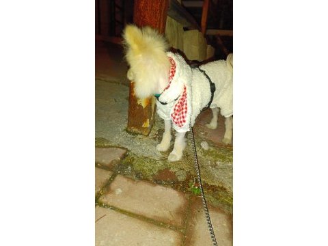 Acil sahiplendirme 4 aylık wc eğitimli pomeranian erkek