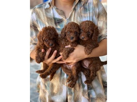 Kahve apricot red krem renklerde poodle şekerler