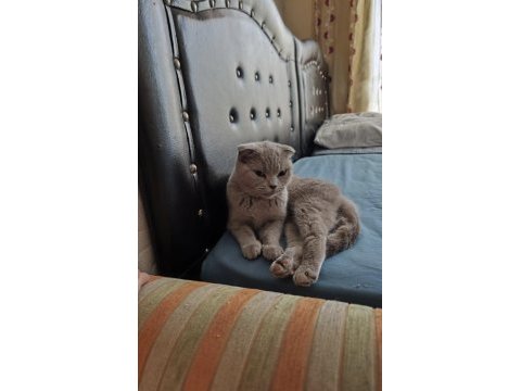 Scottish fold kızımıza eş arıyoruz