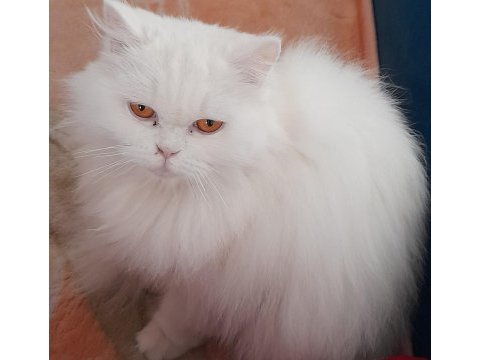 British longhair dişi