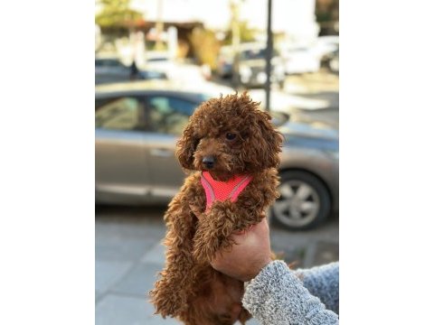 Toy poodle dişi yavrumuz