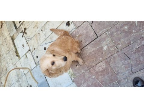 Golden retriever 6 aylık erkek köpeğimiz