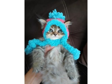 Çok güzel chinchilla kedim yeni yuvasını arıyor