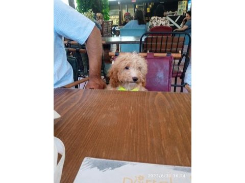 Acil sahiplendirme köpeğimiz