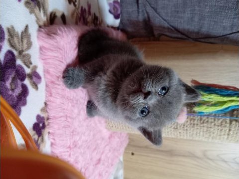 British shorthair 2 aylık gri yavru
