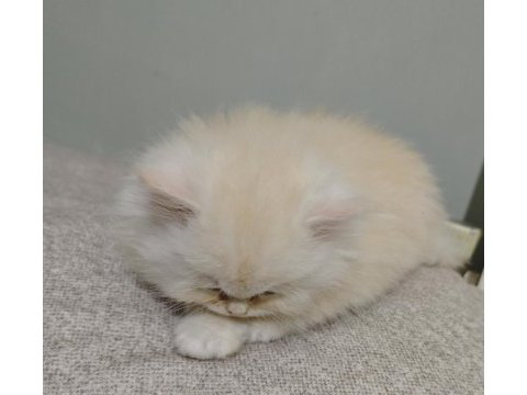 Ful şecereli babadan british longhair krema
