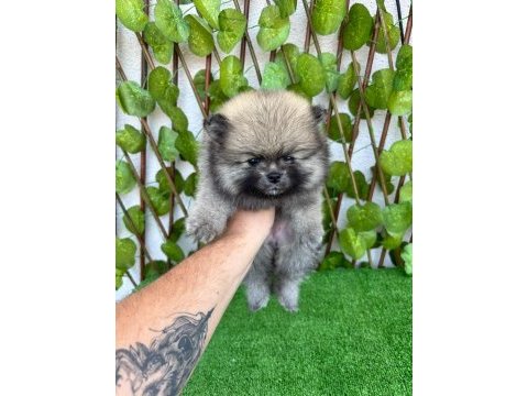 Yalova da pomeranian boo bebekler