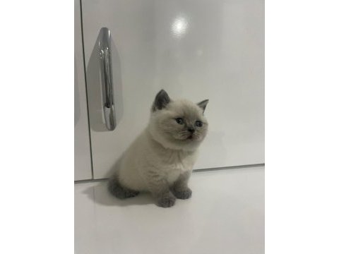 Ayı suratlı blue point british shorthair yavrularım