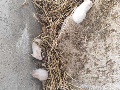 Hamster yavruları sahiplendirme