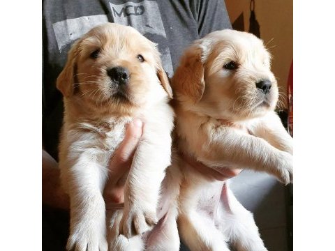 Golden retriever yavruları