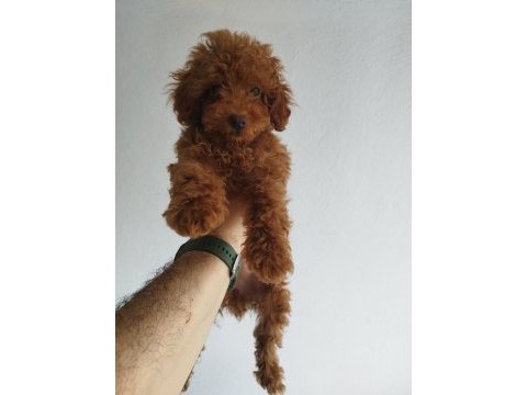 Safkan red brown toy ve kore dişi poodle yavrular
