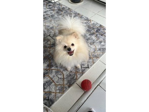 Acil yuva pomeranian