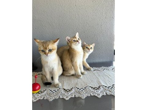 Secereli british shorthair ny11