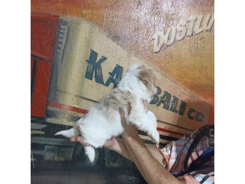 60 günlük dişi morkie