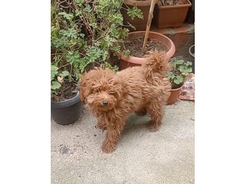İzmir den yavru toy poodle