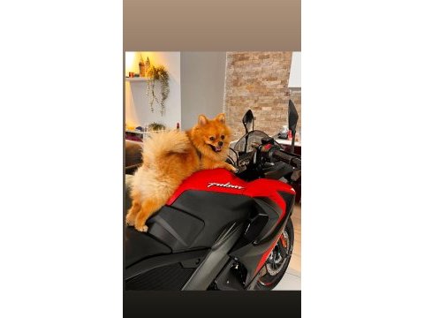 3 yaşında pomeranian
