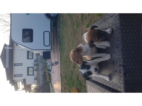 Fırlama jack russell terrier yavruları