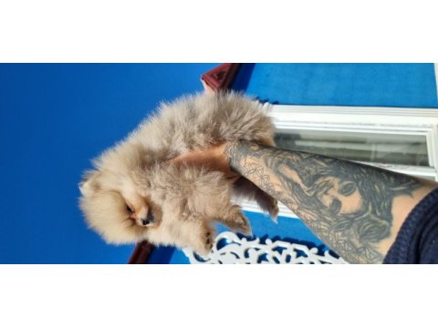 650 gr teacup dişi pomeranian