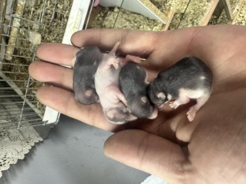 Yavru suriye hamster