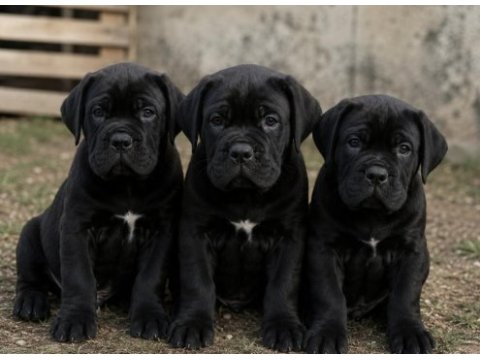 A kalite cane corso yavrularımız