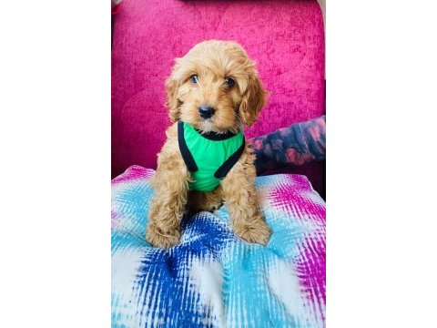 2.5 aylık maltipoo
