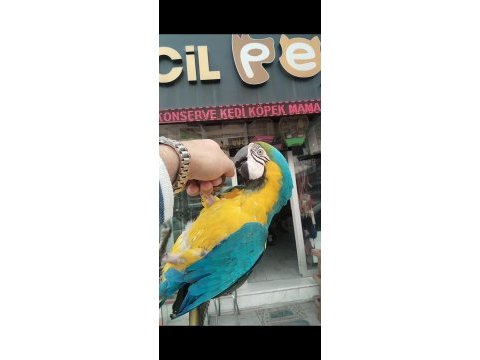 Macaw sarı lacivert 1 yaşında