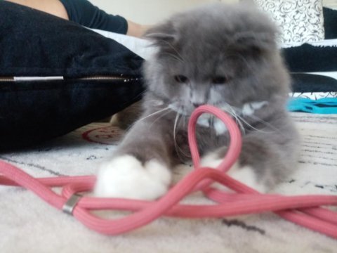 Yavrumuz evini arıyor scottish fold