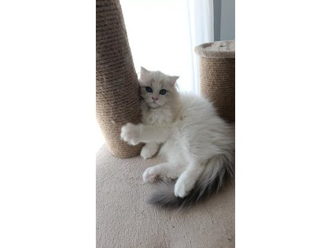 British longhair miniklerim