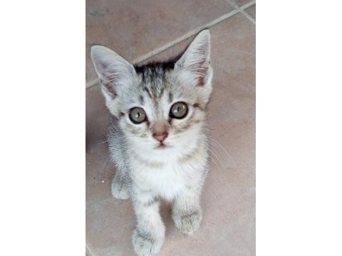 3 aylık erkek british shorthair