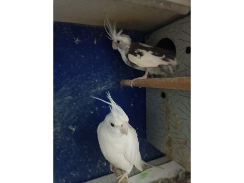 Albino wf takım sultan papağanı yavru