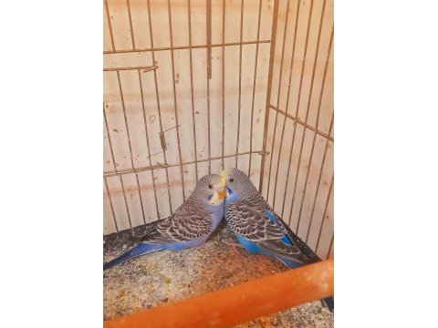 Muhabbet kuşu yavru 2 adet erkek ev üretimi