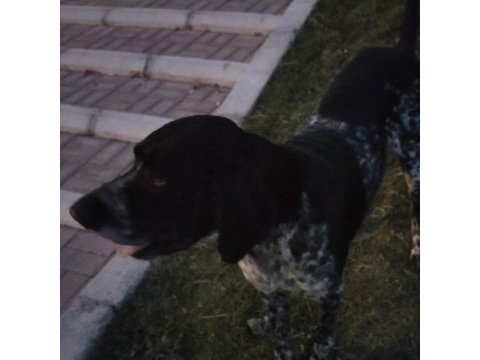 Yavru köpeklerimiz